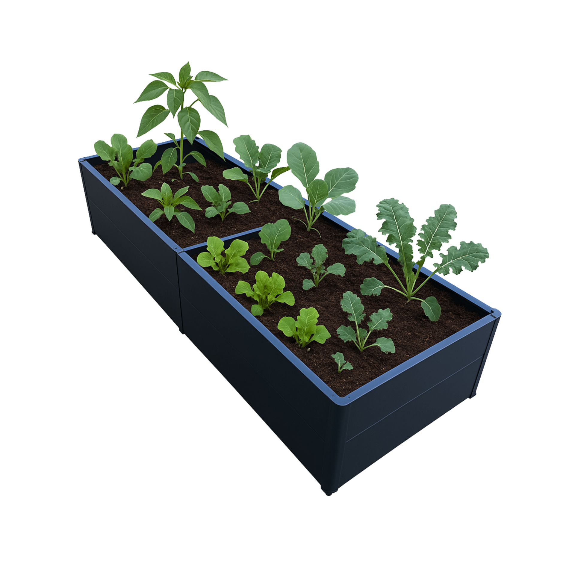 Raised garden bed with plants